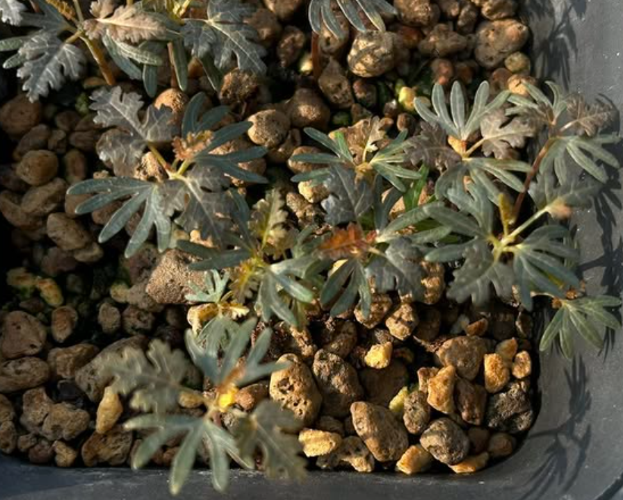 Boswellia socotrana (black leaf) x Boswellia nana 5 seeds