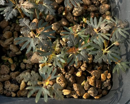 Boswellia socotrana (black leaf) x Boswellia nana 5 seeds