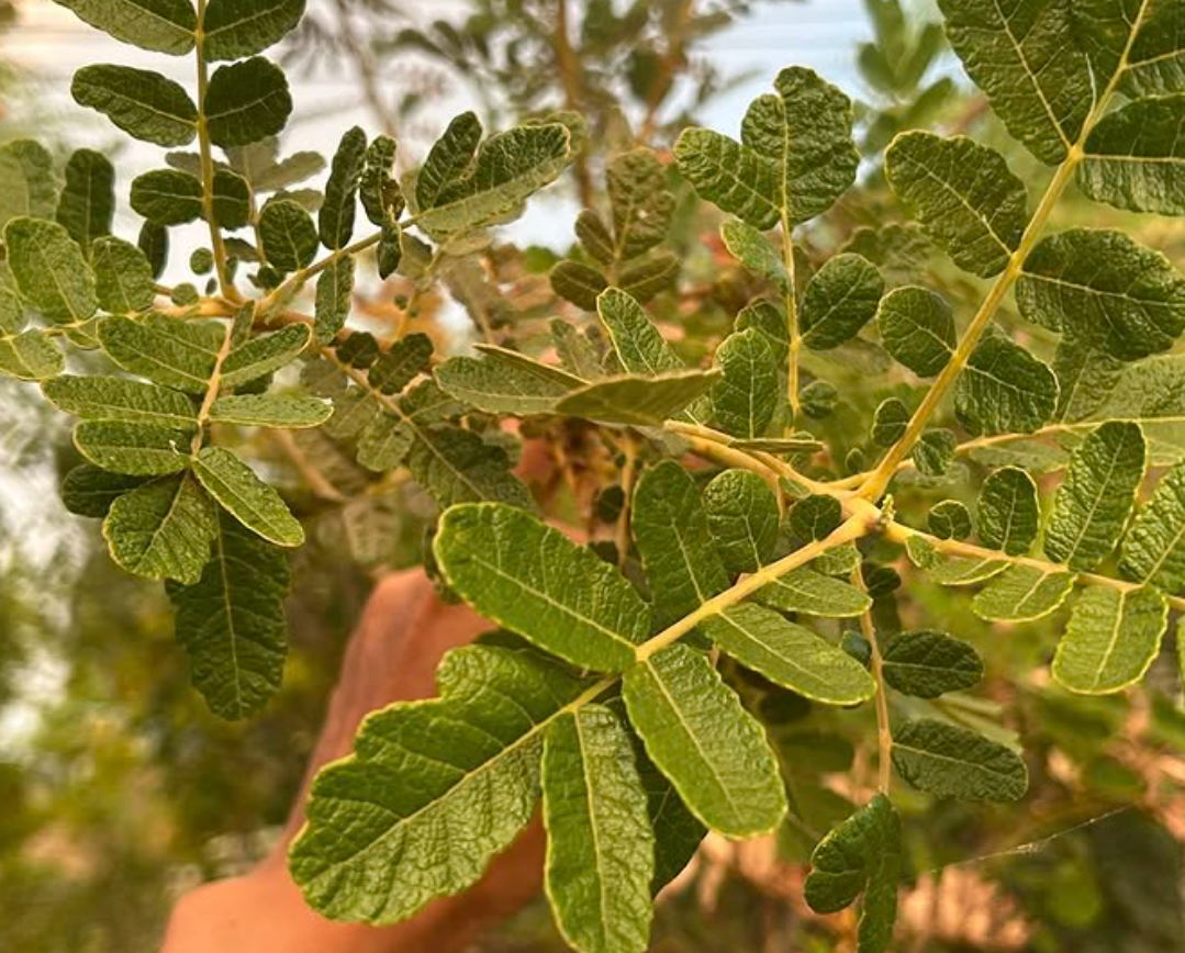 Boswellia scopulorum 5 seeds