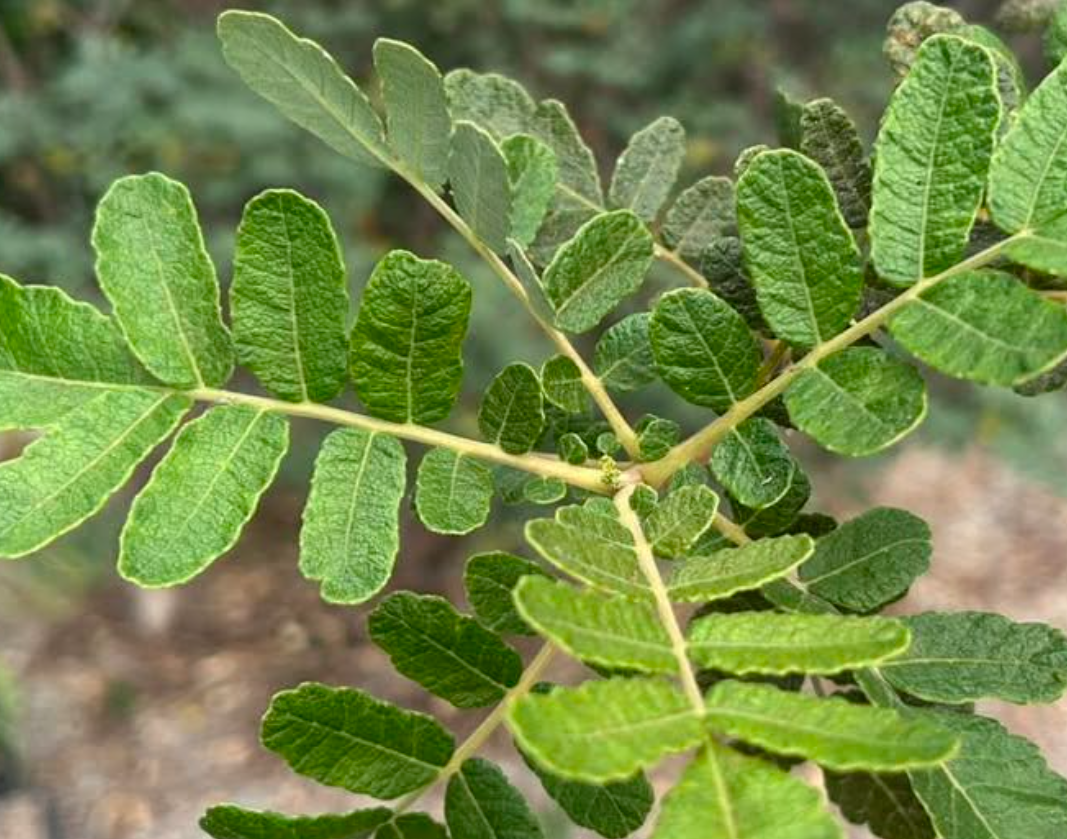 Boswellia scopulorum 5 seeds
