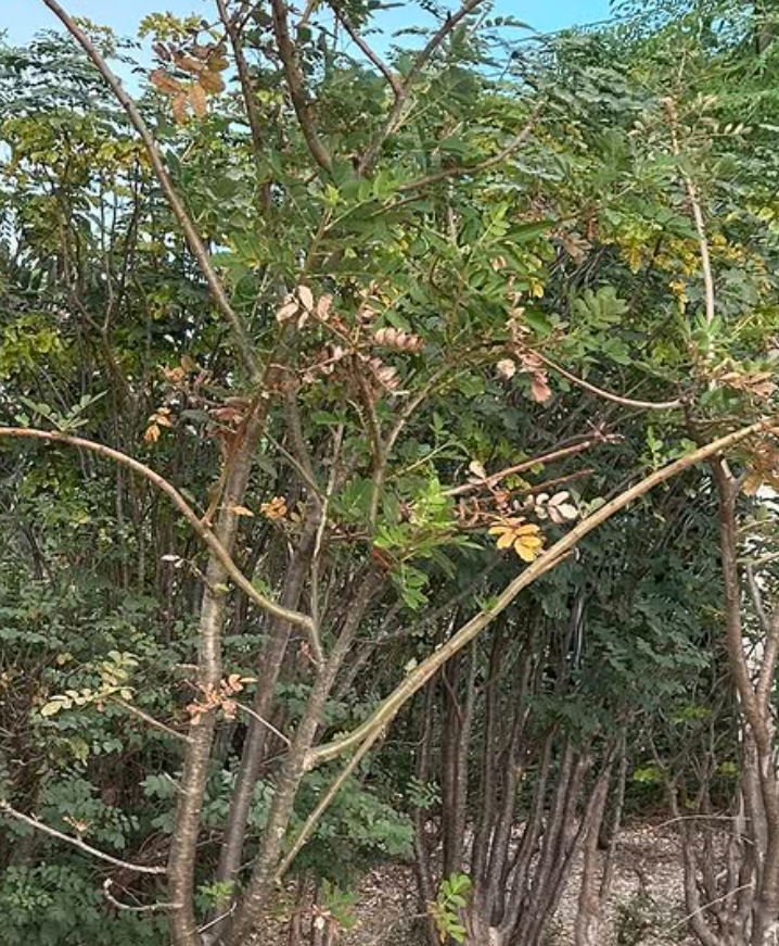 Boswellia scopulorum 5 seeds