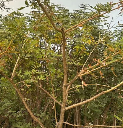 Boswellia scopulorum 5 seeds