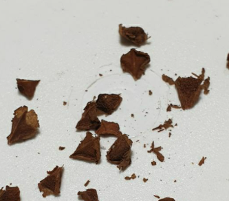 Boswellia scopulorum 5 seeds
