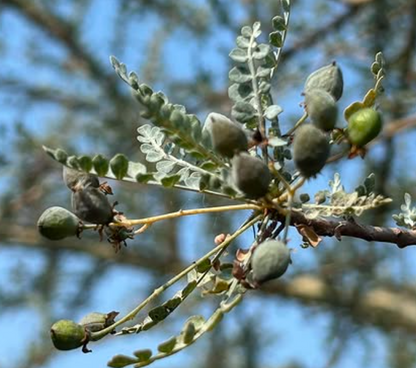 Boswellia aspleniifolia 5 seeds