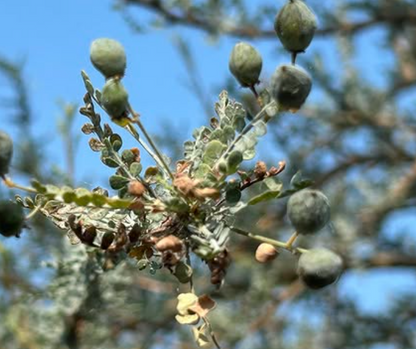 Boswellia aspleniifolia 5 seeds