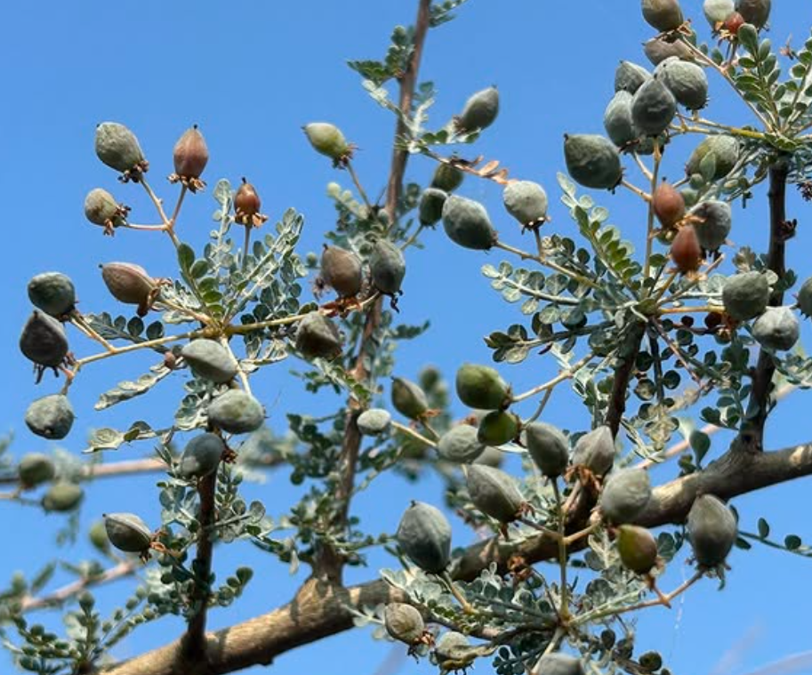 Boswellia aspleniifolia 5 seeds