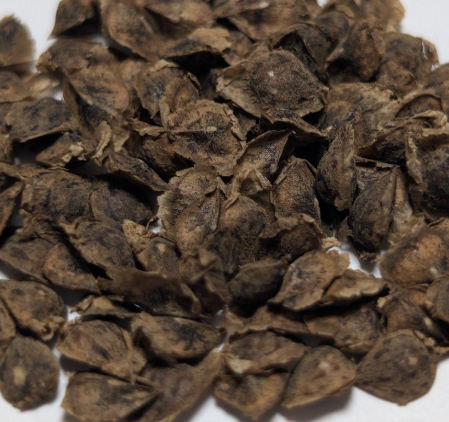 Boswellia aspleniifolia 5 seeds
