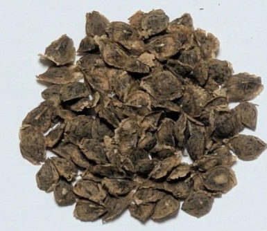 Boswellia aspleniifolia 5 seeds