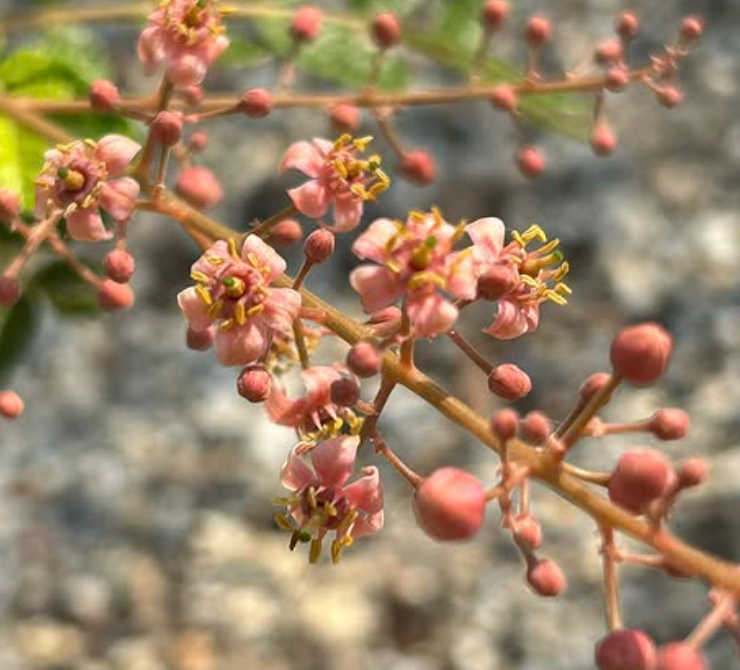 Boswellia scopulorum 5 seeds