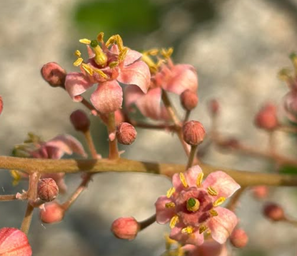 Boswellia scopulorum 5 seeds