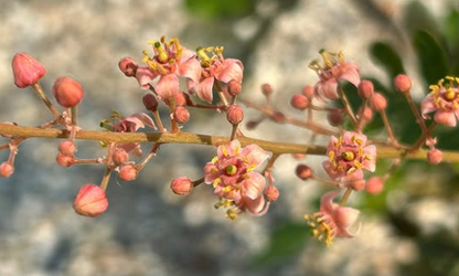 Boswellia scopulorum 5 seeds