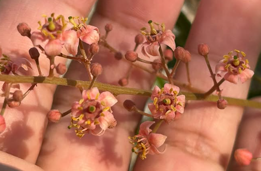 Boswellia scopulorum 5 seeds