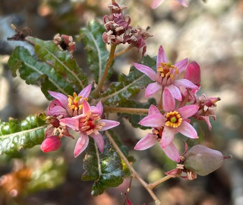Boswellia nana 5 seeds