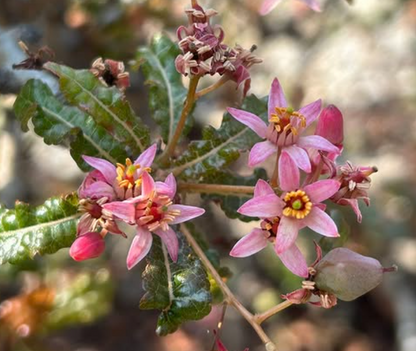 Boswellia nana 5 seeds