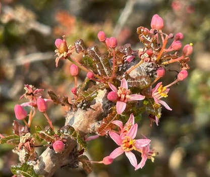 Boswellia nana 5 seeds
