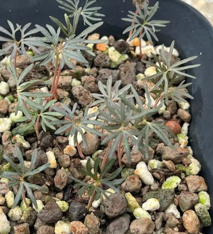 Boswellia aspleniifolia 5 seeds