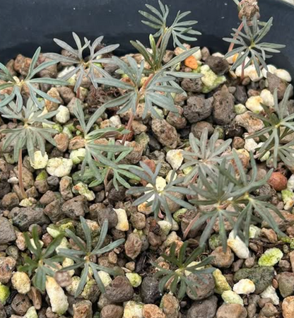 Boswellia aspleniifolia 5 seeds