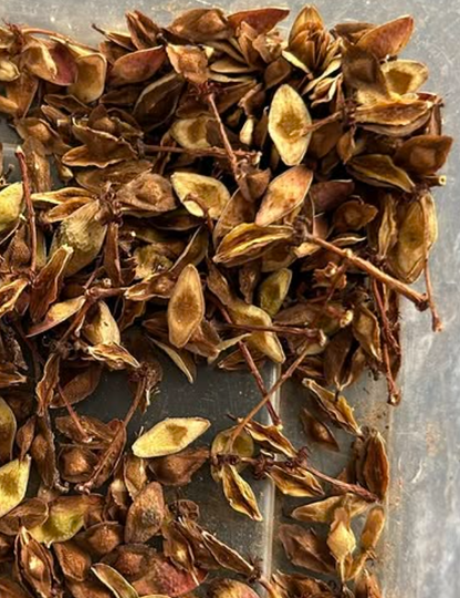 Boswellia nana variegated 5 seeds