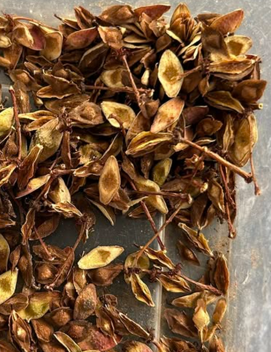 Boswellia nana variegated 5 seeds
