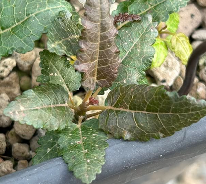 Boswellia nana variegated 5 seeds