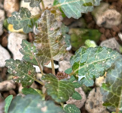 Boswellia nana variegated 5 seeds