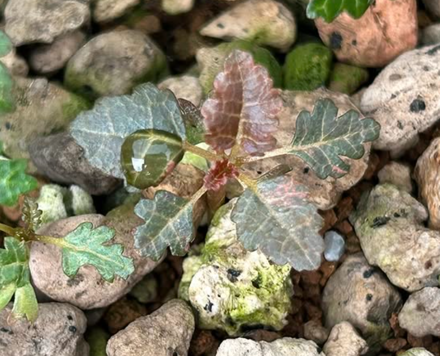 Boswellia nana variegated 5 seeds