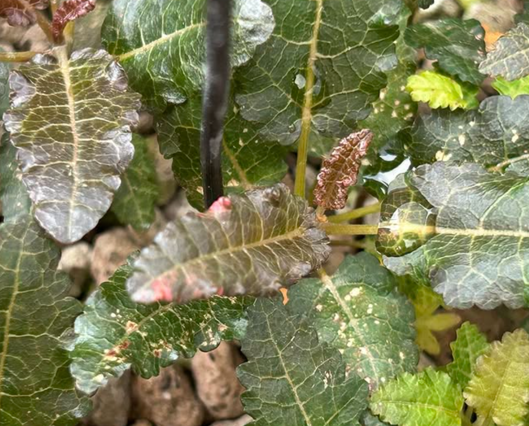 Boswellia nana variegated 5 seeds
