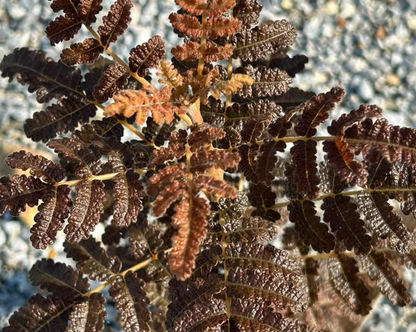 Boswellia samhaensis 3 seeds