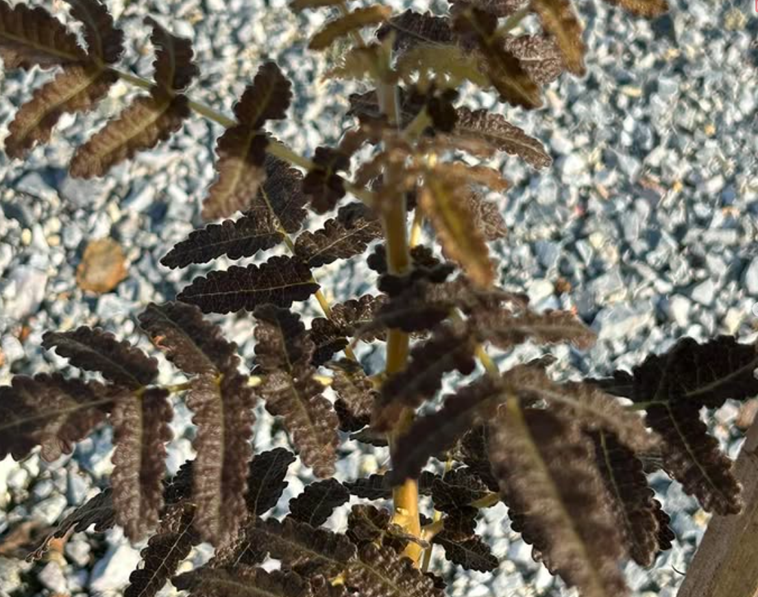 Boswellia samhaensis 3 seeds