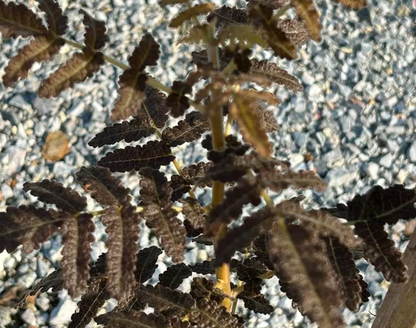 Boswellia samhaensis 3 seeds