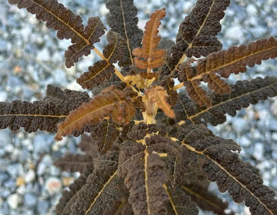 Boswellia samhaensis 3 seeds