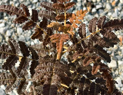 Boswellia samhaensis 3 seeds