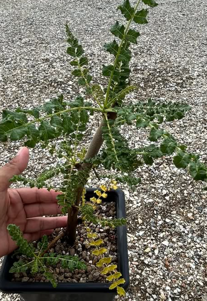 Boswellia frereana 5 seeds