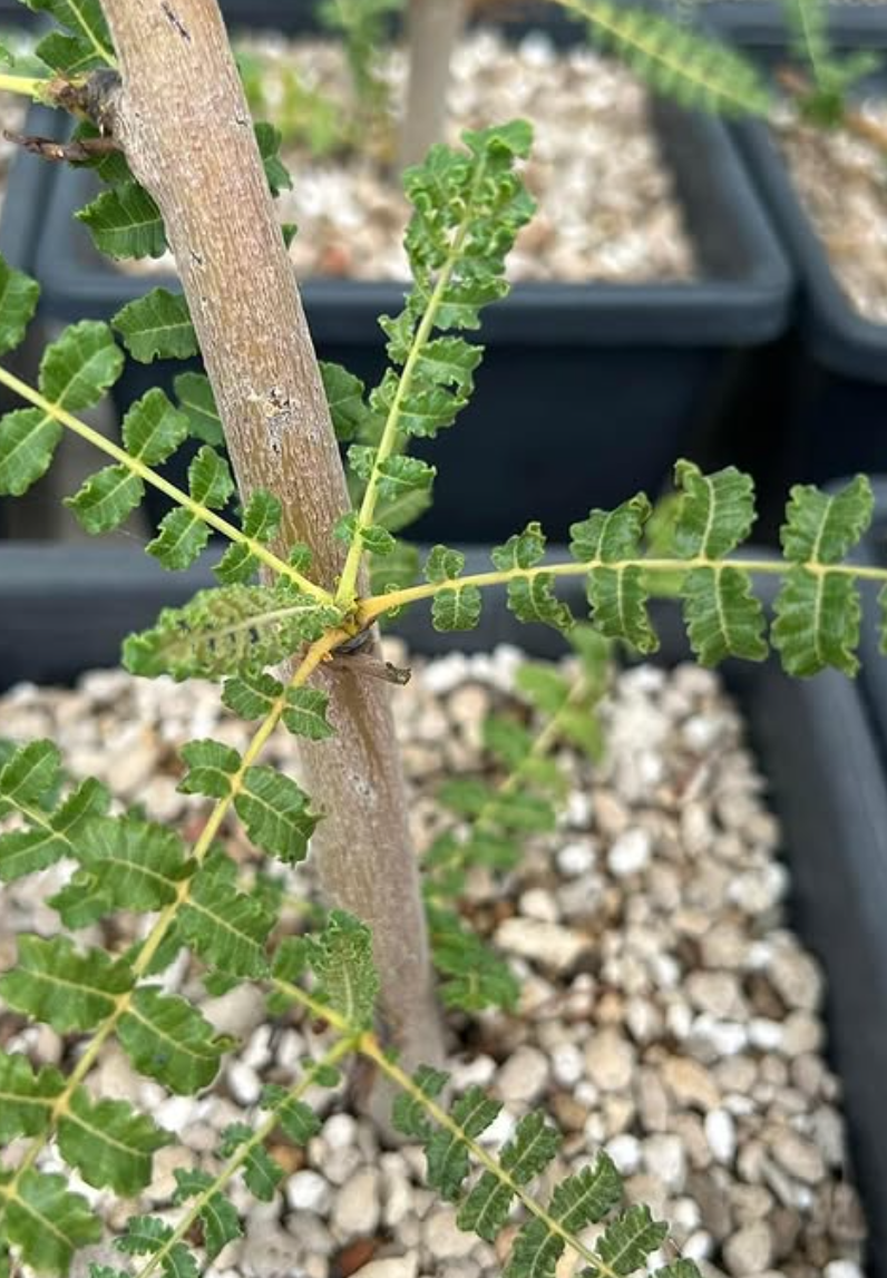 Boswellia frereana 5 seeds