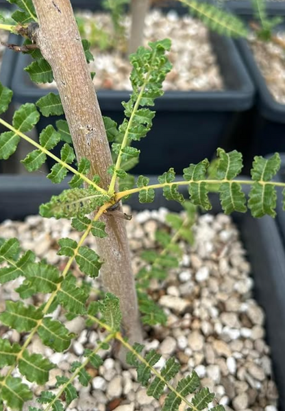Boswellia frereana 5 seeds