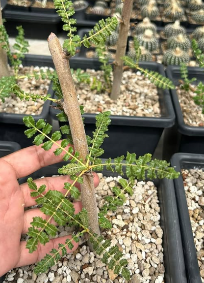 Boswellia frereana 5 seeds