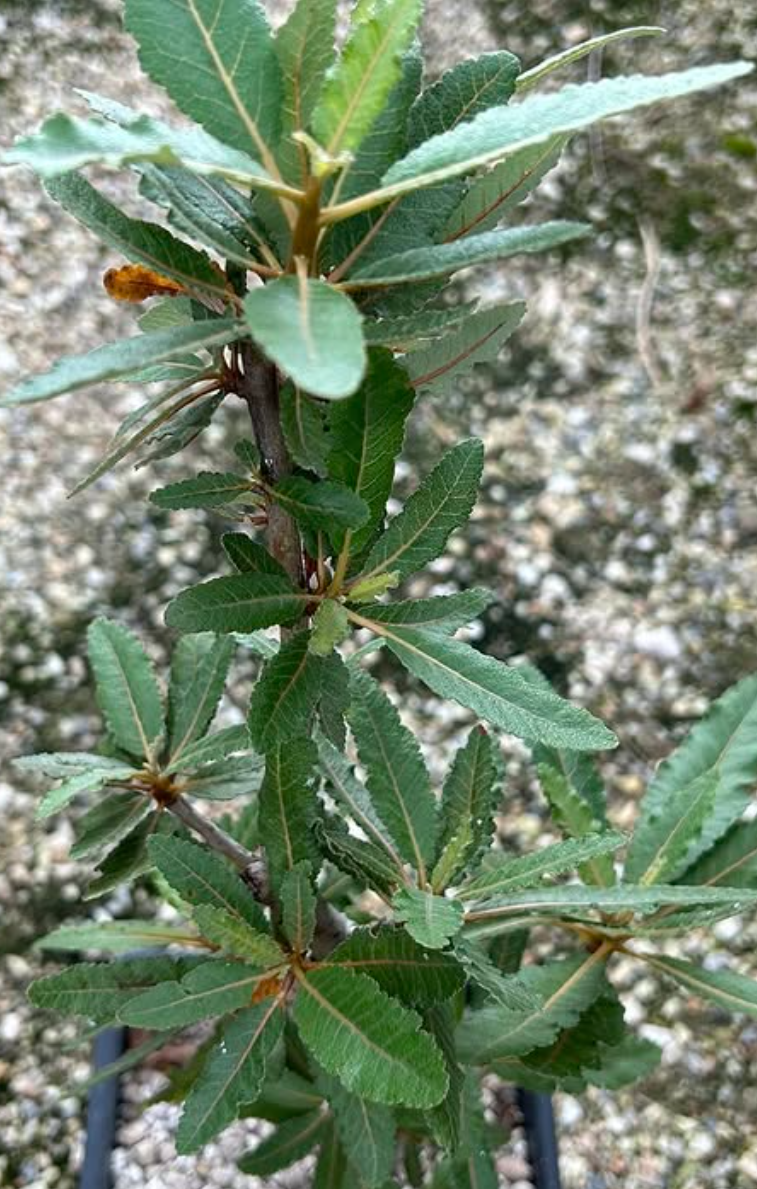 Boswellia popoviana Yellow Leaf 5 seeds