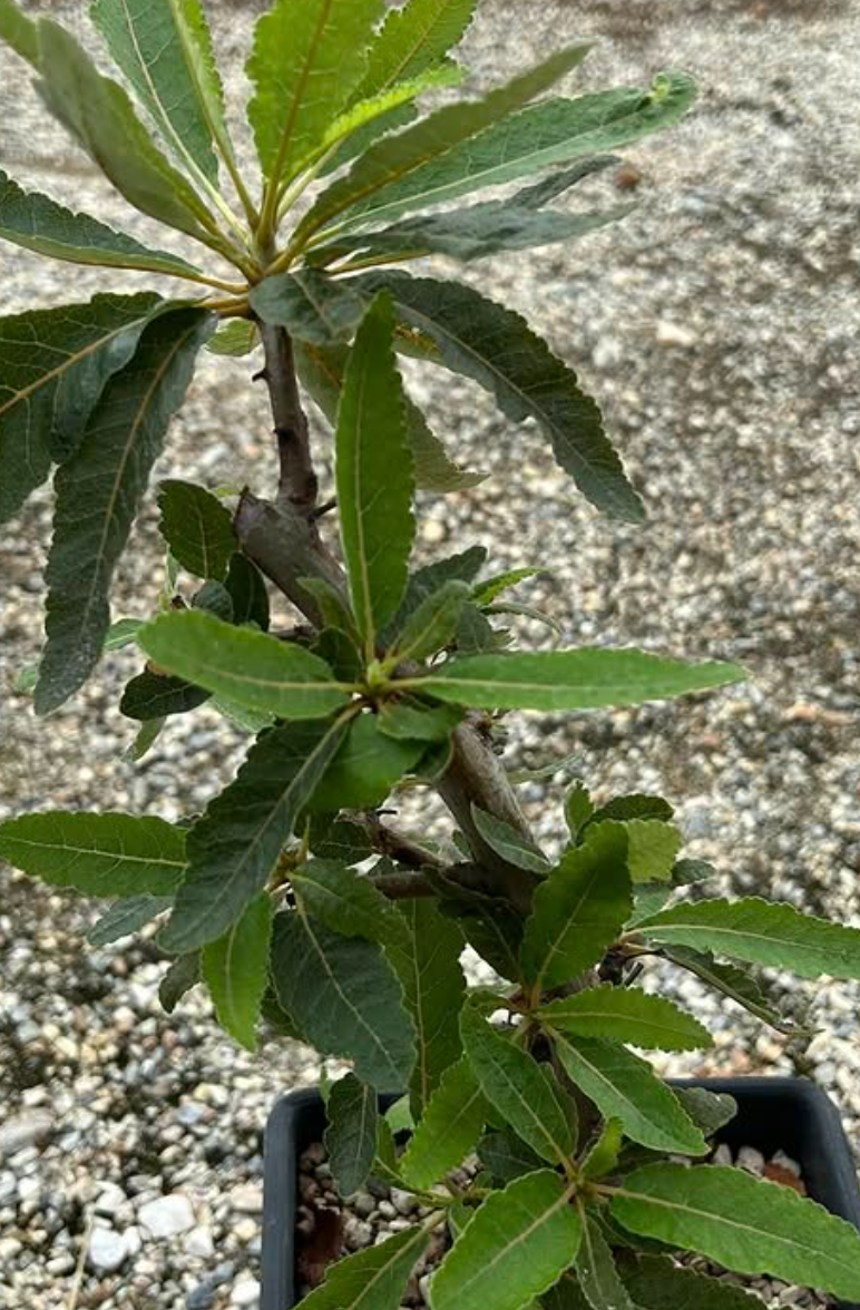 Boswellia popoviana Yellow Leaf 5 seeds