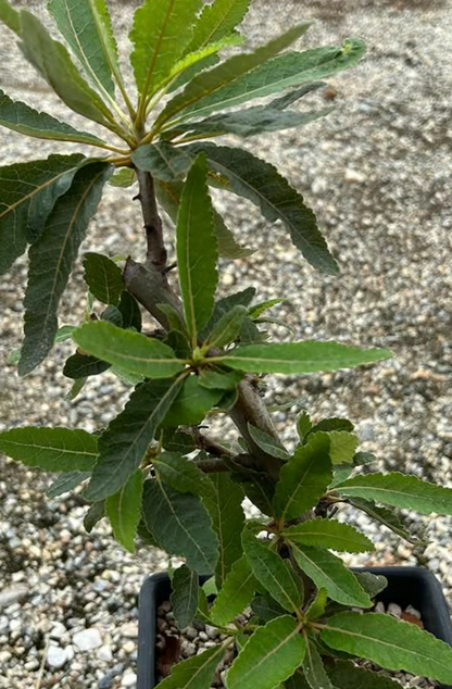 Boswellia popoviana Yellow Leaf 5 seeds