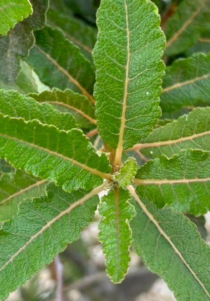Boswellia popoviana Yellow Leaf 5 seeds