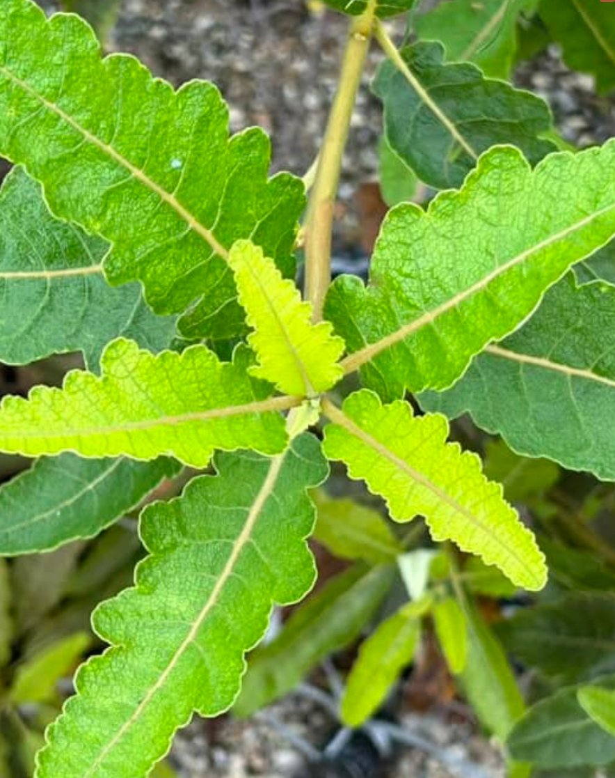 Boswellia popoviana Yellow Leaf 5 seeds