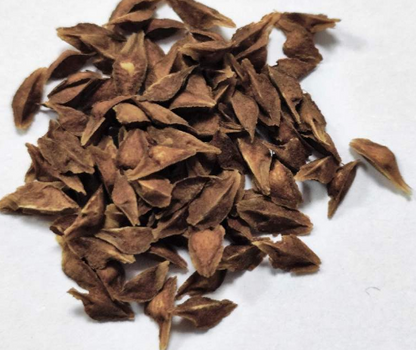 Boswellia popoviana x nana 5 seeds
