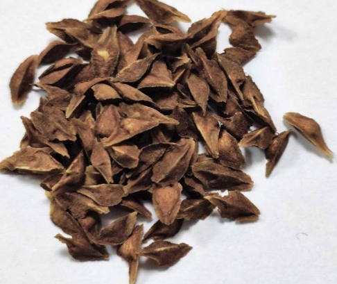Boswellia popoviana x nana 5 seeds