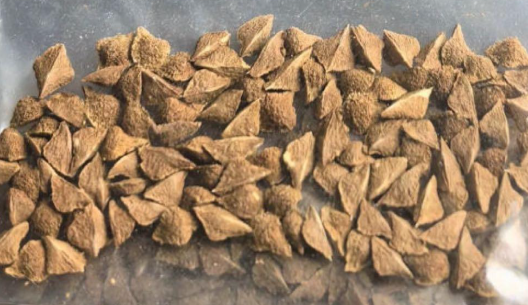 Boswellia popoviana Yellow Leaf 5 seeds