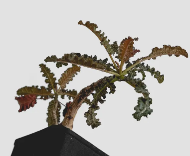 Boswellia popoviana x nana 5 seeds