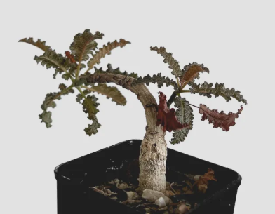 Boswellia popoviana x nana 5 seeds
