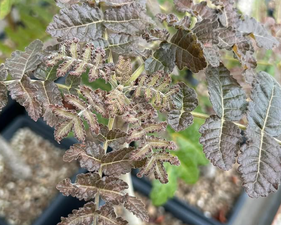 Boswellia ameero 5 seeds