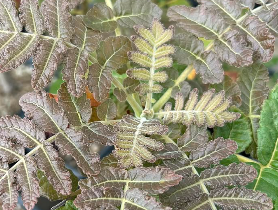 Boswellia ameero 5 seeds