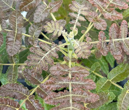 Boswellia ameero 5 seeds