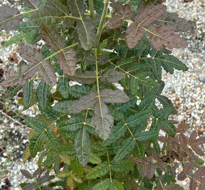 Boswellia ameero 5 seeds